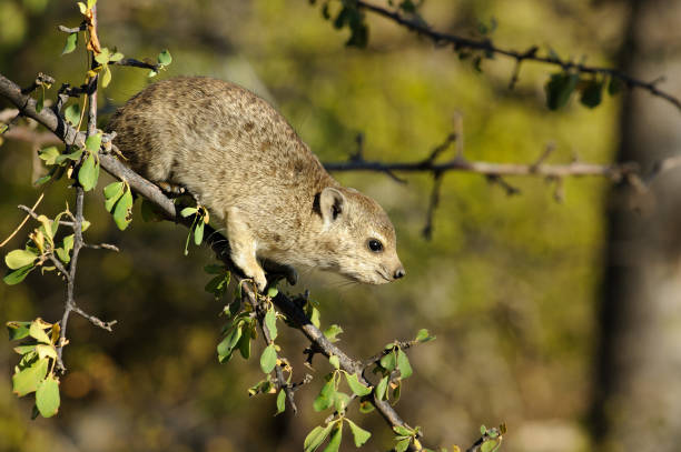 Rock dassie in a tree Rock dassie in a tree tree hyrax stock pictures, royalty-free photos & images