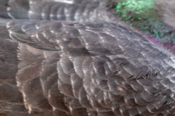 istock black pigeon feathers with visible detail. background 1301942322