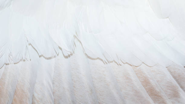 istock white and brown pigeon feathers. background or texture 1301942373