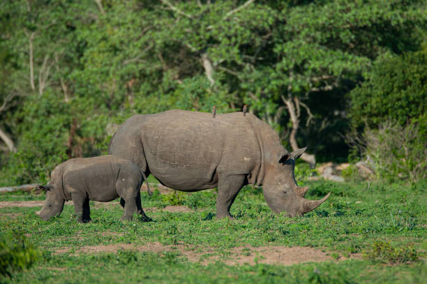 istock White Rhino Cow and Calf 1301944044
