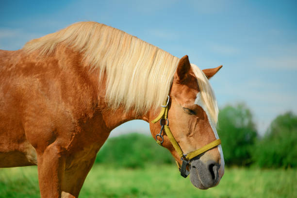 the draft horse with its closed eyes is standing on a pasture in sunny weather. - halter imagens e fotografias de stock