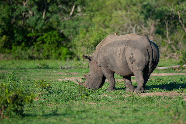 istock White Rhino in Summer 1301945015