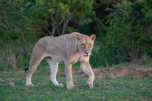 istock Lioness in the Wild 1301945112