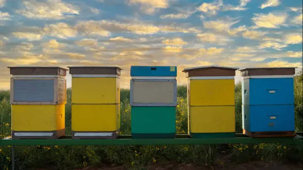 Close-up image of wooden beehives with a rape field background.