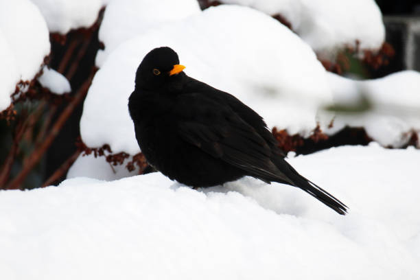 istock Blackbird (Turdus merula) Male in the Snow 1301947956