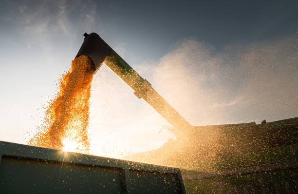 istock Combine harvester harvesting corn at twilight 1301948038