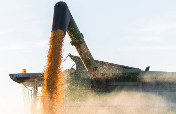 istock Combine harvester harvesting corn at twilight 1301948066