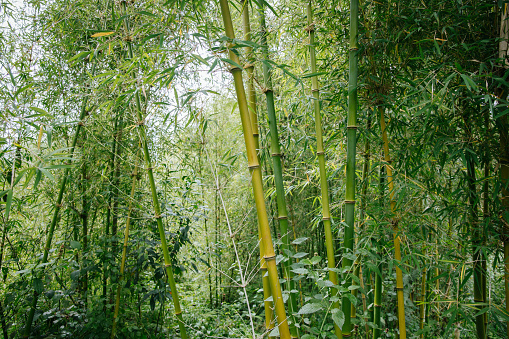 June 2022: Botanical Garden with yellow Bamboo Plants