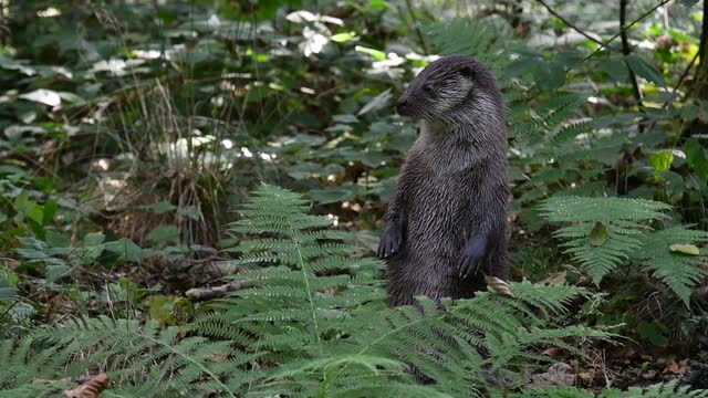 Curious Eurasian otter / European river otter (Lutra lutra) standing upright on its hind legs and looking around in forest