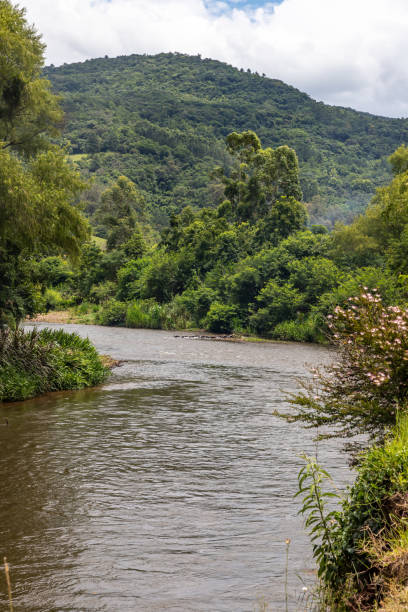 istock Paranhana river with forest around 1301951182