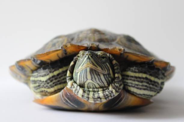 istock Big turtle on white background.closeup. Soft focus 1301953559