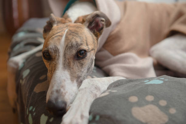 retrato de cerca de la cara de un galgo mascota blanco y brida - galgo inglés fotografías e imágenes de stock