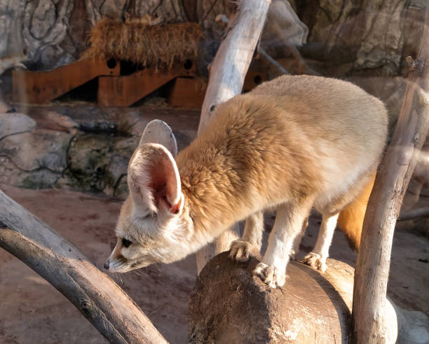istock Desert Fennec fox in the zoo 1301954975