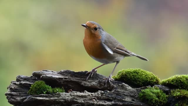 European robin (Erithacus rubecula) looking for food in tree stump in forest and flying away