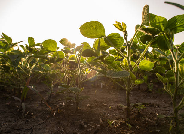 istock Open soybean field at sunset.Soybean field . 1301956704