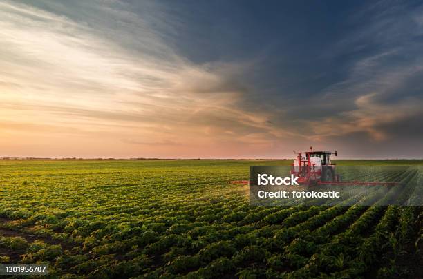 Tractor Rocía Pesticidas En El Campo De Soja Con Pulverizador En Primavera Foto de stock y más banco de imágenes de Agricultura