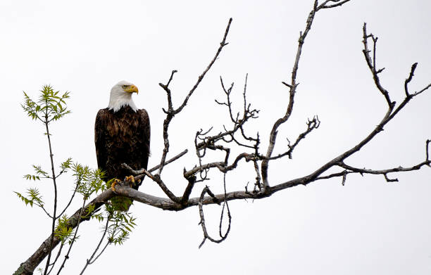 istock American bald eagle perched on branch of tree 1301957874