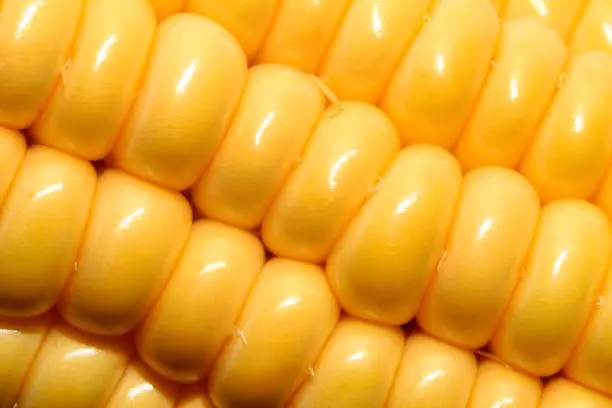 Sweet corn, close-up of a corn cob