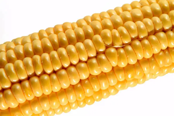 Sweet corn, close-up of a corn cob