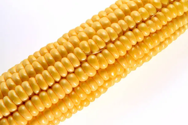 Sweet corn, close-up of a corn cob