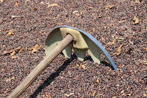 istock Rake which is used in harvesting coffee. Robusta coffee beans kept for drying with rake on top surface. Rake used to process coffee seeds for sun drying 1301959264