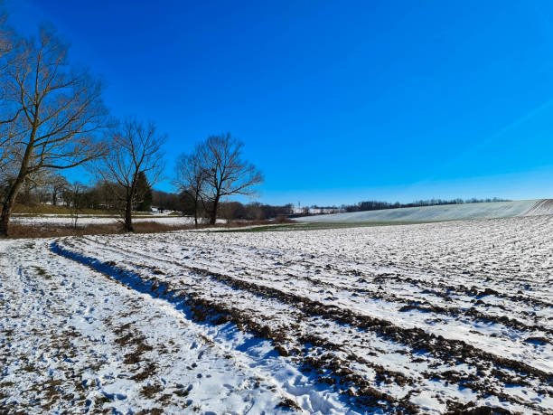 istock Winter landscape with birch trees and blue sky. Place for text 1301961622