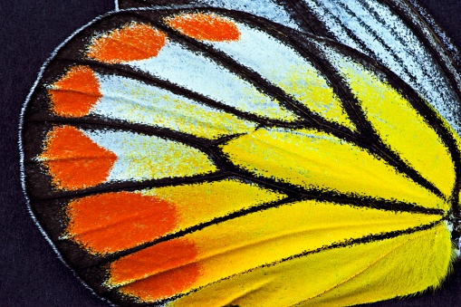 Beautiful butterfly wings are indeed the art of the universe. The butterfly's wings are black, brown and have a little white. the pattern is distinctive. This butterfly lives alone. he forages for food by absorbing nectar in plants.