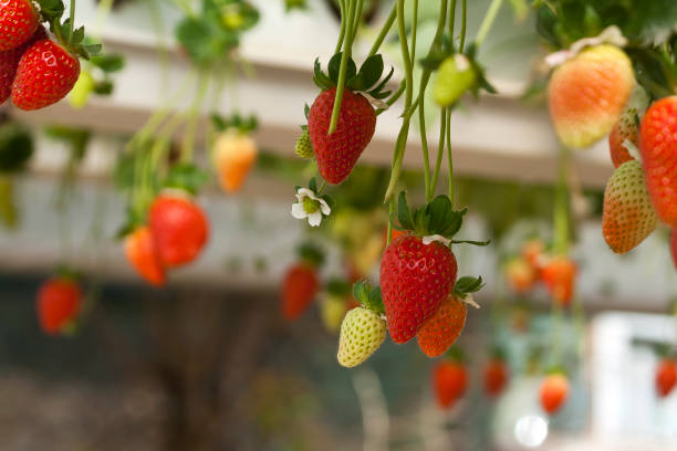 istock Strawberries growing in greenhouse 1301962519