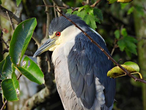 istock Black-crowned Night-Heron (Nycticorax nycticorax) in the Florida wetlands 1301963013