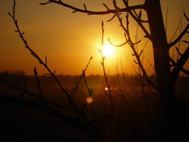 istock Breathtaking evening in the forest near river . spring bare trees and sunset sun over water. 1301963783