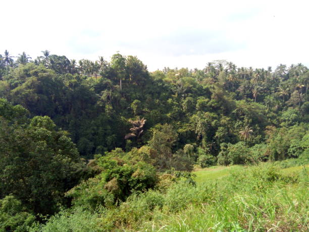 istock Green forest in ubud village 1301963849
