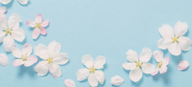 istock apple flowers on blue paper background 1301963922