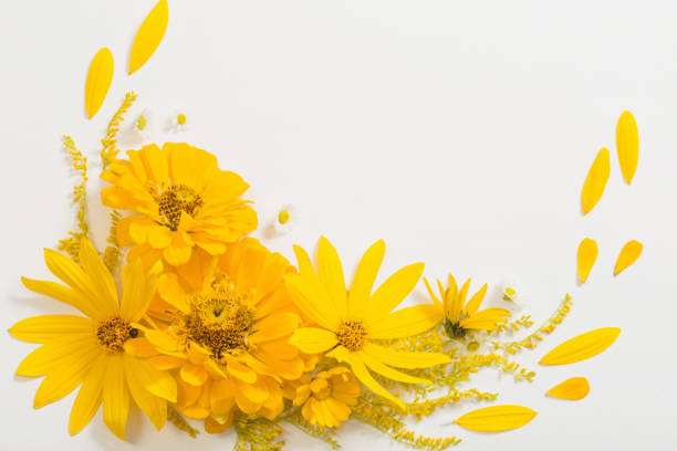 istock yellow flowers on white background 1301963940