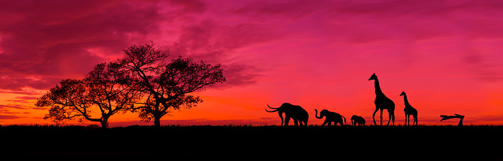 Amazing sunset and sunrise.Panorama silhouette tree in africa with sunset.Safari theme.Giraffes , Lion , Rhino.
