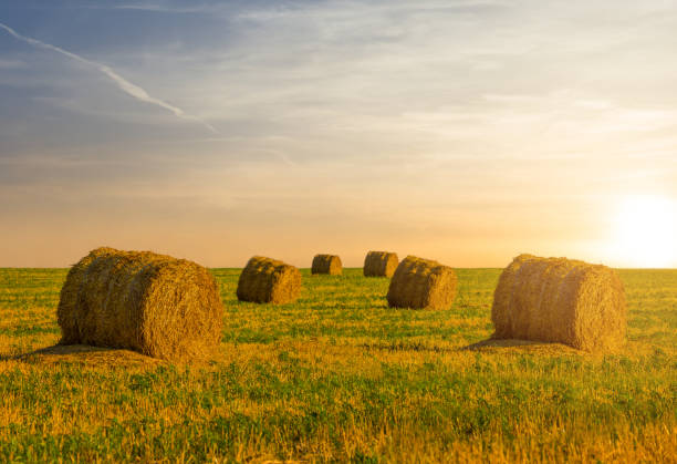 istock summer wheat field after a harvest with haystack at the sunset, agricultural countryside background 1301966028