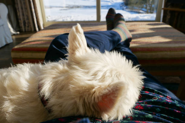 Personal perspective view of a West Highland White terrier and owner sitting together in the warm, while looking out of a big window, at a wintery snowy scene outside. The dog is resting her head against her owner in companionable relaxation. Sunlight is lighting up the soft fur of the sleeping dog.