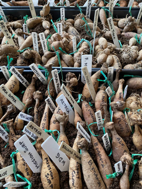 sorting dahlia tubers - british indian ocean territory imagens e fotografias de stock