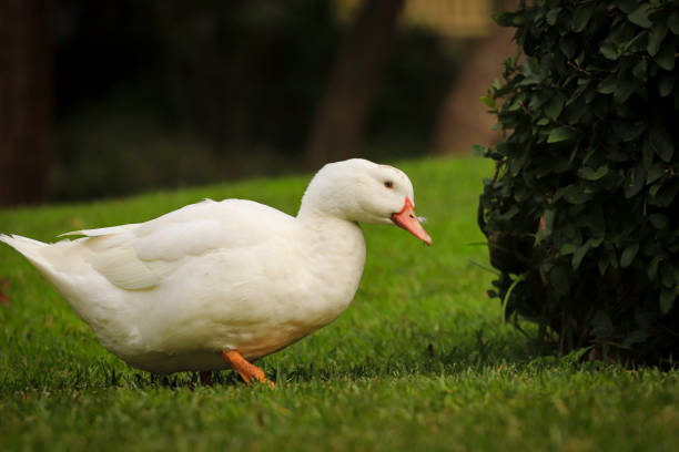 istock A white duck on the green grass field 1301968112
