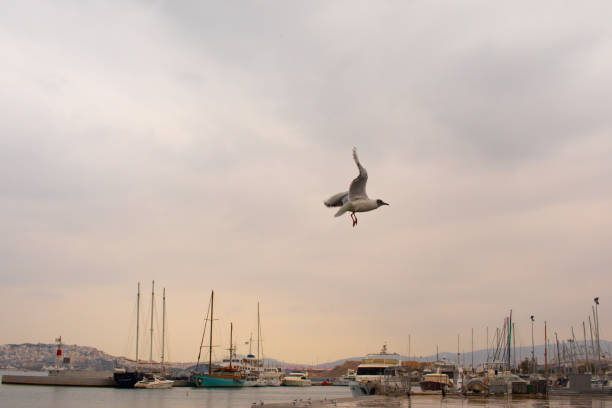 istock A seagull flying at port of Flisvos 1301968164
