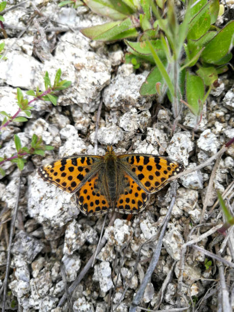 A common leopard butterfly perching with wings open on rocky ground