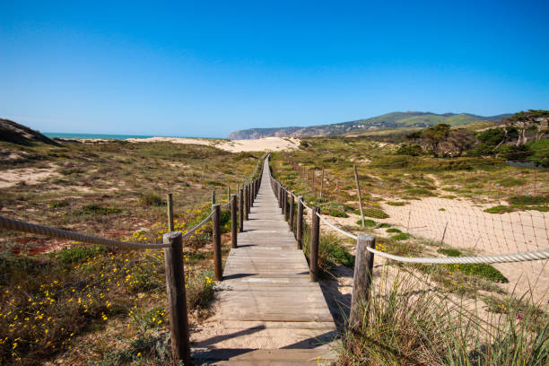 istock Wooden pathway over the dunes 1301969211