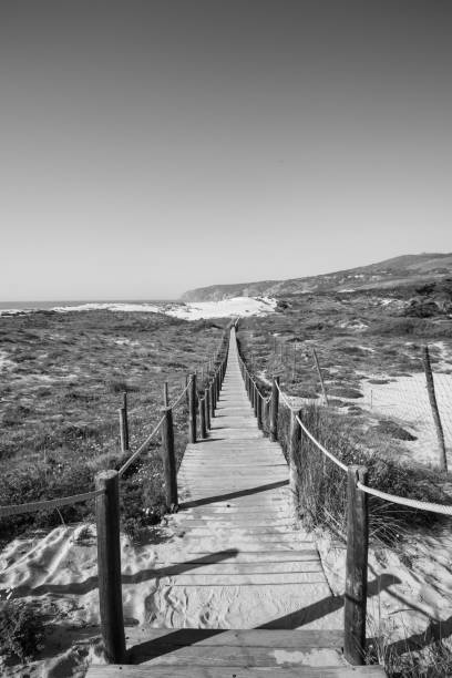 istock Wooden pathway over the dunes 1301969212