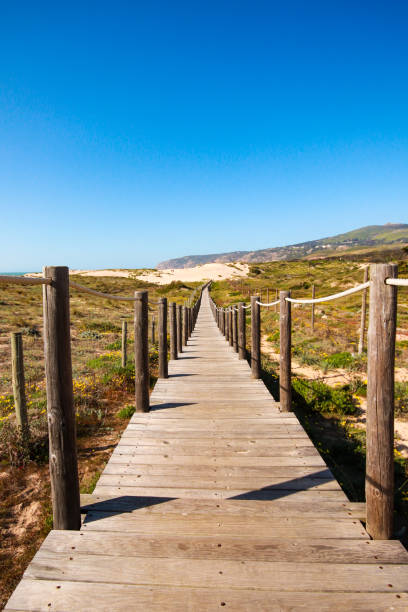 istock Wooden pathway over the dunes 1301969223
