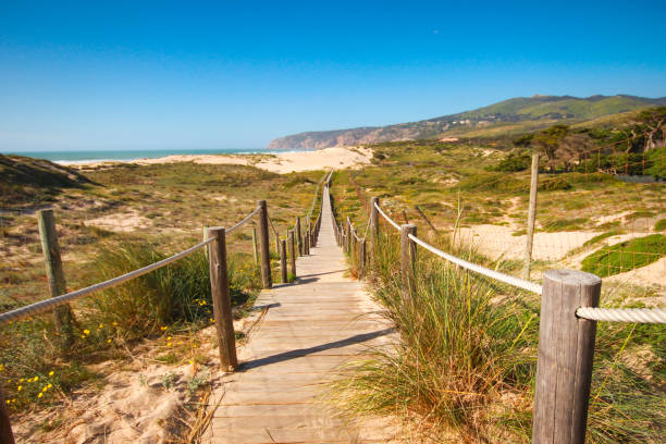 istock Wooden pathway over the dunes 1301969226
