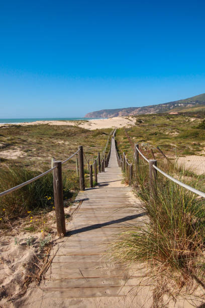 istock Wooden pathway over the dunes 1301969227