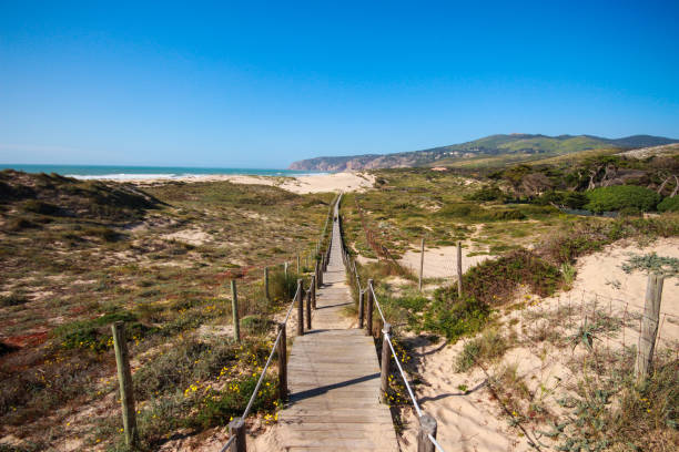 istock Wooden pathway over the dunes 1301969228
