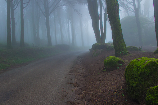 Road in a forest covered with mist.