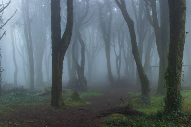 istock Amazing wood covered with mist 1301969515