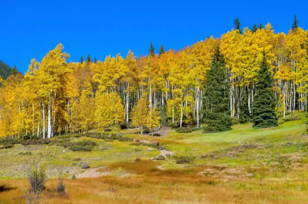 Colorado aspens show off their colors for about 3 weeks each autumn (fall). They go through the colors quickly so being where they are at the right time requires a little luck. Cold weather and high wind can end the color passage very quickly.