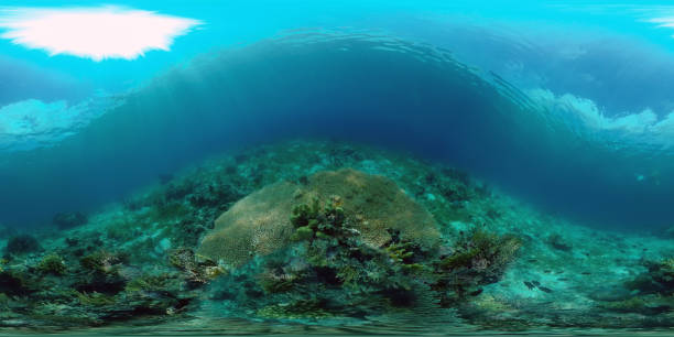 istock Coral reef and tropical fish. Philippines. 360-Degree view 1301973440